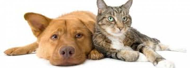 Feira de Adoção de animais no Parque Moscoso